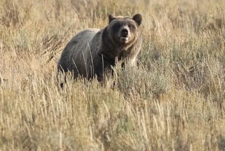 Backpacker Attacked by Wild Animal in Yellowstone Transported to Hospital