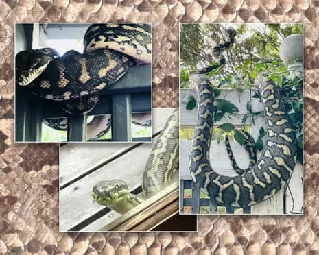Embracing the Serpents in the Overhead Space: A Transformation from Dread to Fascination